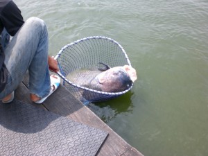 pla kahoe netted-2