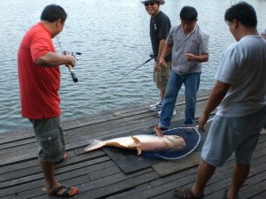 Pla Buek Landed - The One that Pulled the Rod In